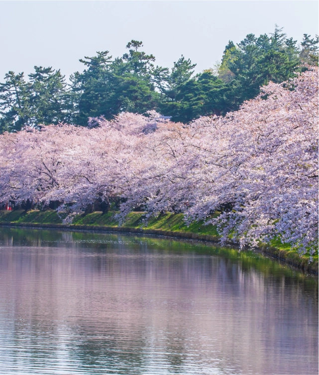 百色の青森　弘前で津軽文化に触れる旅