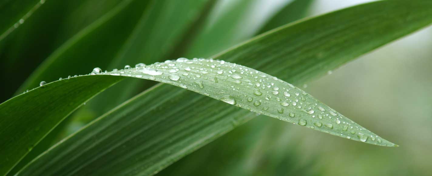 四季を感じる頃koro　穀雨