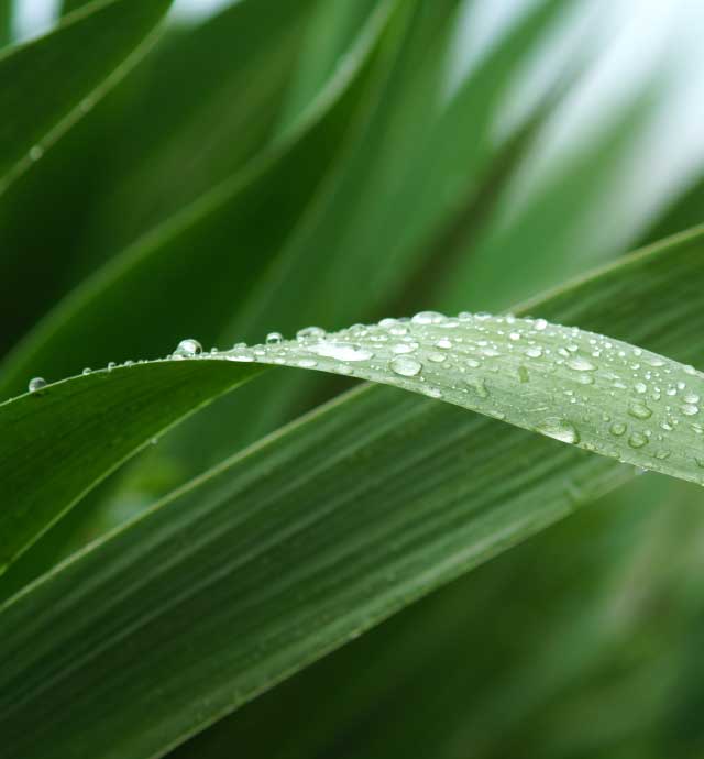 四季を感じる頃koro　穀雨