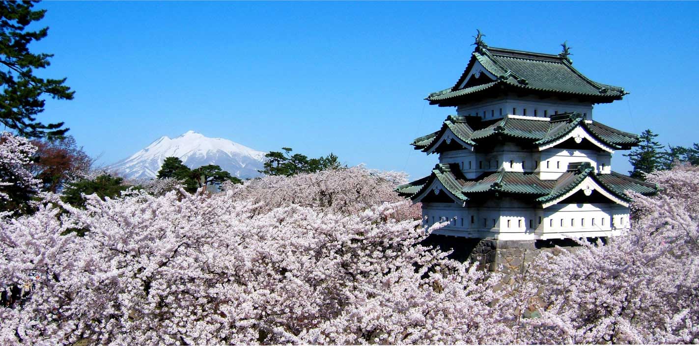 百色の青森　桜守