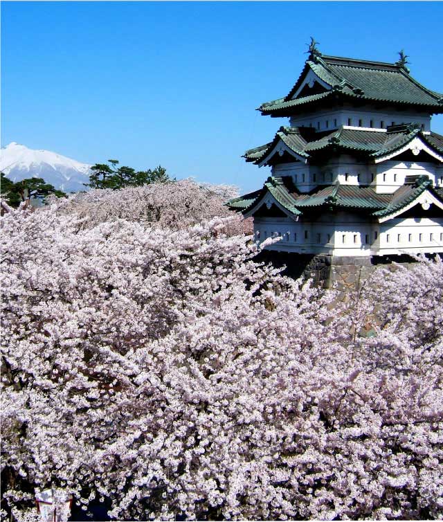 百色の青森　桜守