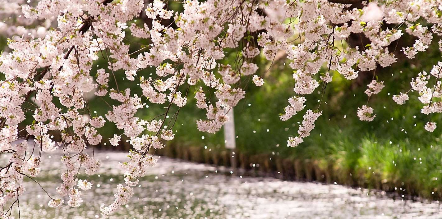 百色の青森　桜守