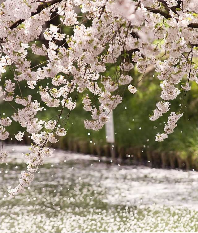 百色の青森　桜守