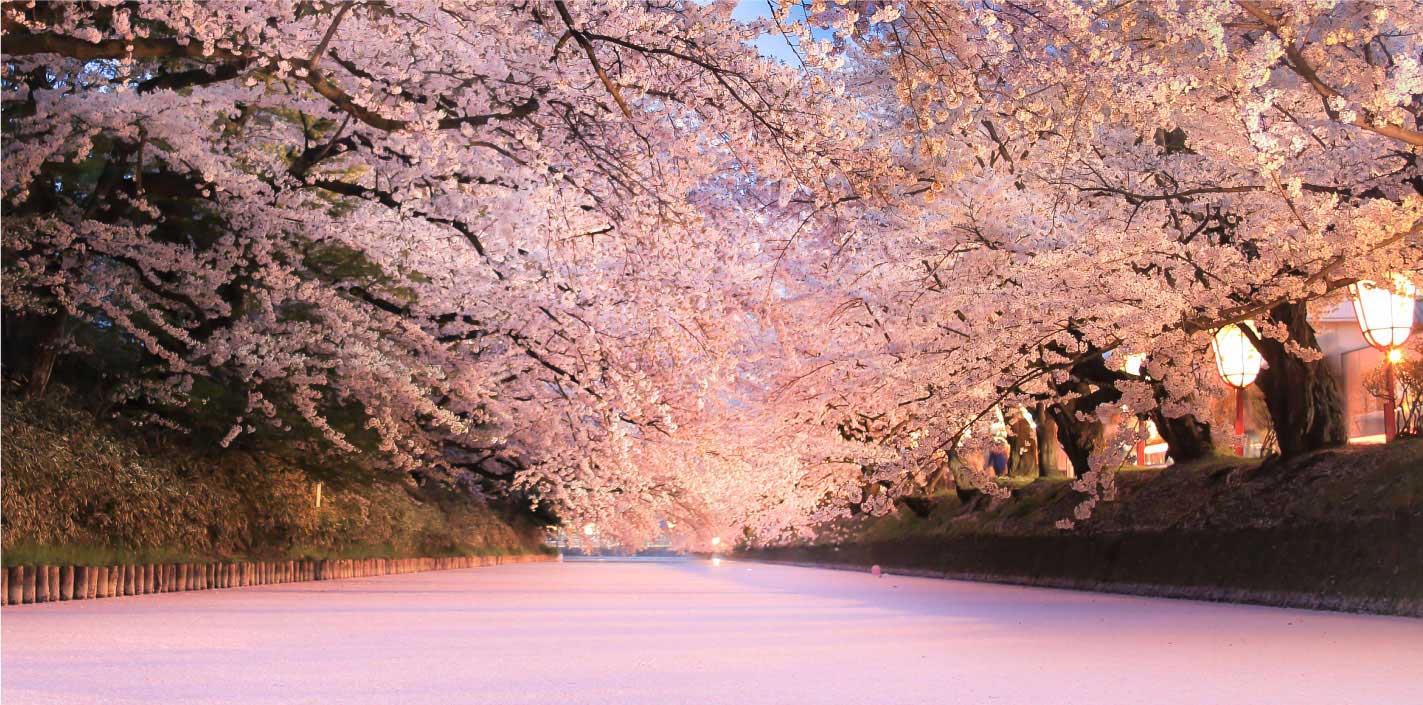 百色の青森　桜守