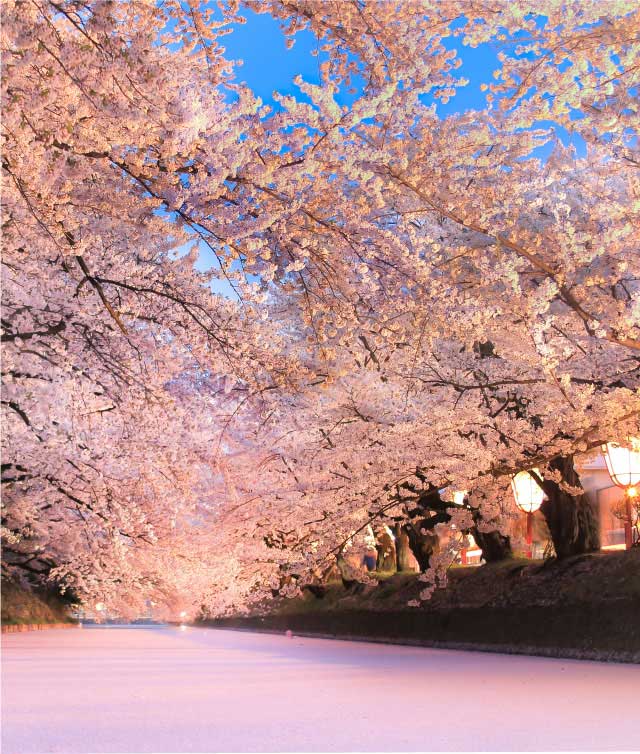 百色の青森　桜守