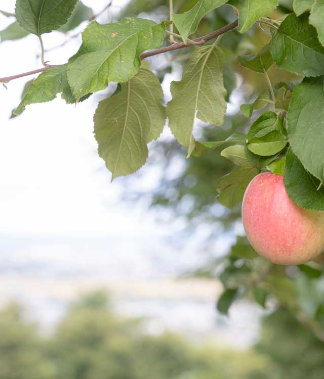 百色の青森　相馬克彦りんご園